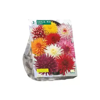 Baltus Dahlia Cactus Mix - 3 st.