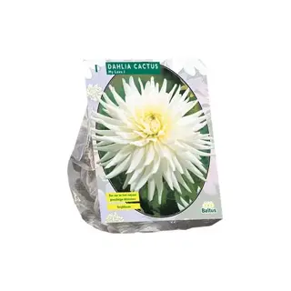 Baltus Dahlia Cactus My Love - 1 st.