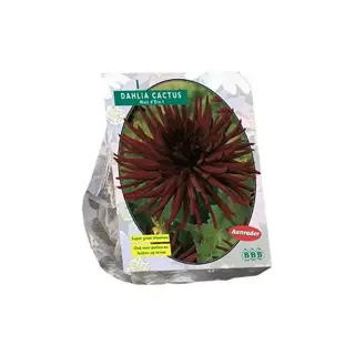 Baltus Dahlia Cactus Nuit Dete - 1 st.