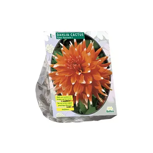 Baltus Dahlia Colour Spectacle - 1 st.