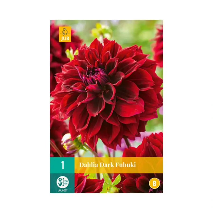 JUB Dahlia Dark Fubuki - 1 st.
