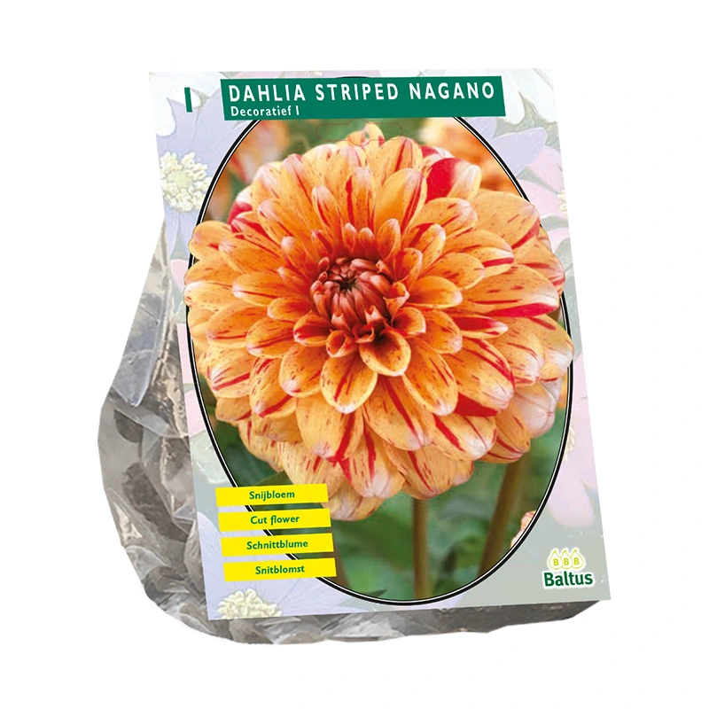 Baltus Dahlia Decoratief Striped Nagano - 1 st.