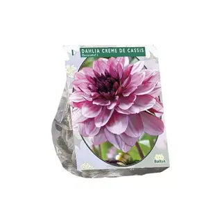 Baltus Dahlia Deco Creme De Cassis - 1 st.