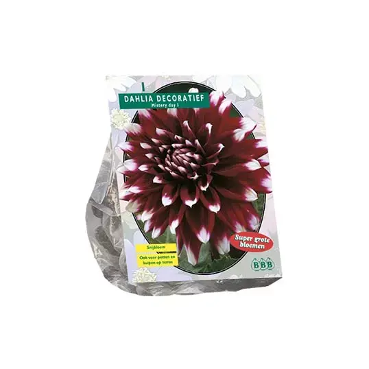 Baltus Dahlia Deco Mystery Day - 1 st.
