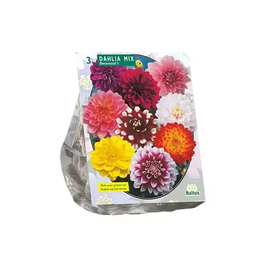 Baltus Dahlia Deco Mix - 3 st.