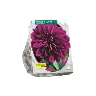 Baltus Dahlia Deco Thomas Edison - 1 st.