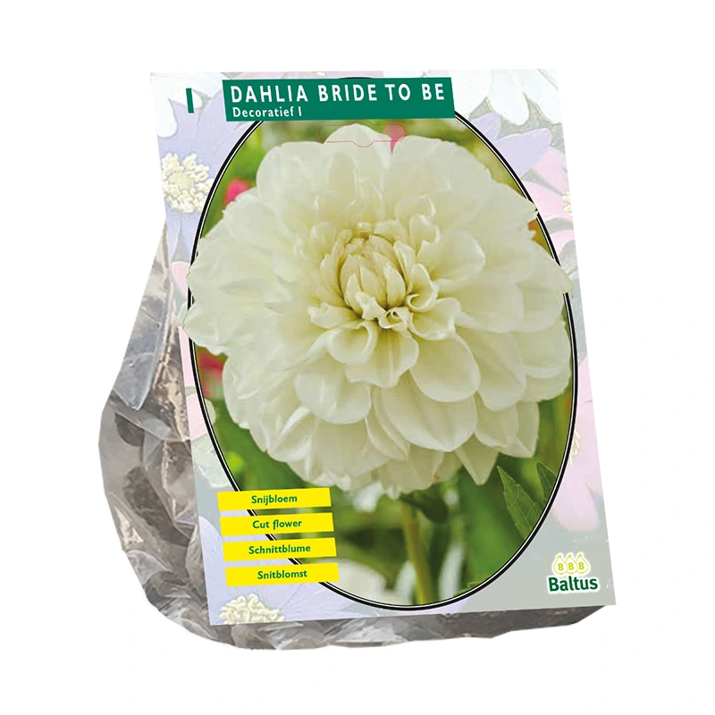 Baltus Dahlia Decoratief Bride to Be - 1 st.