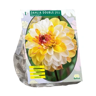Baltus Dahlia Decoratief Double Jill - 1 st. | De Boet