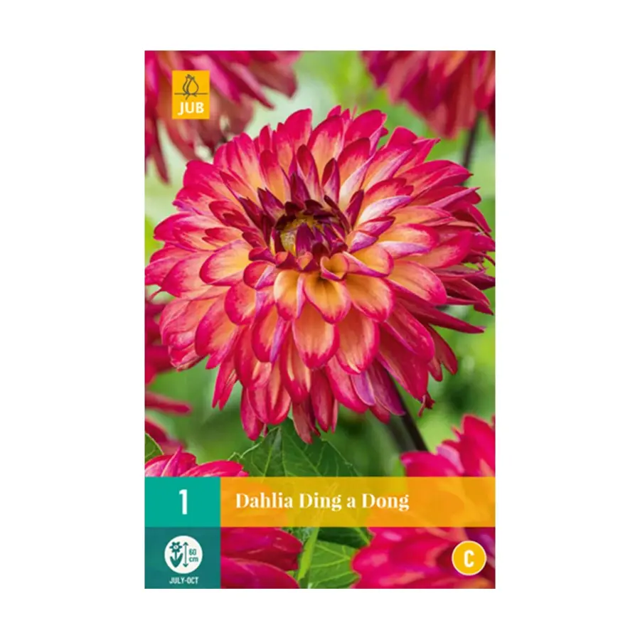 JUB Dahlia Ding A Dong - 1 st.