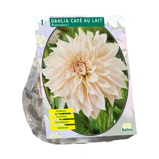 Baltus Dahlia Dinnerplate Café au Lait - 1 st. | De Boet