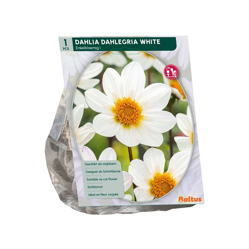 Baltus Dahlia Enkelbloemig Dahlegria White - 1 st.