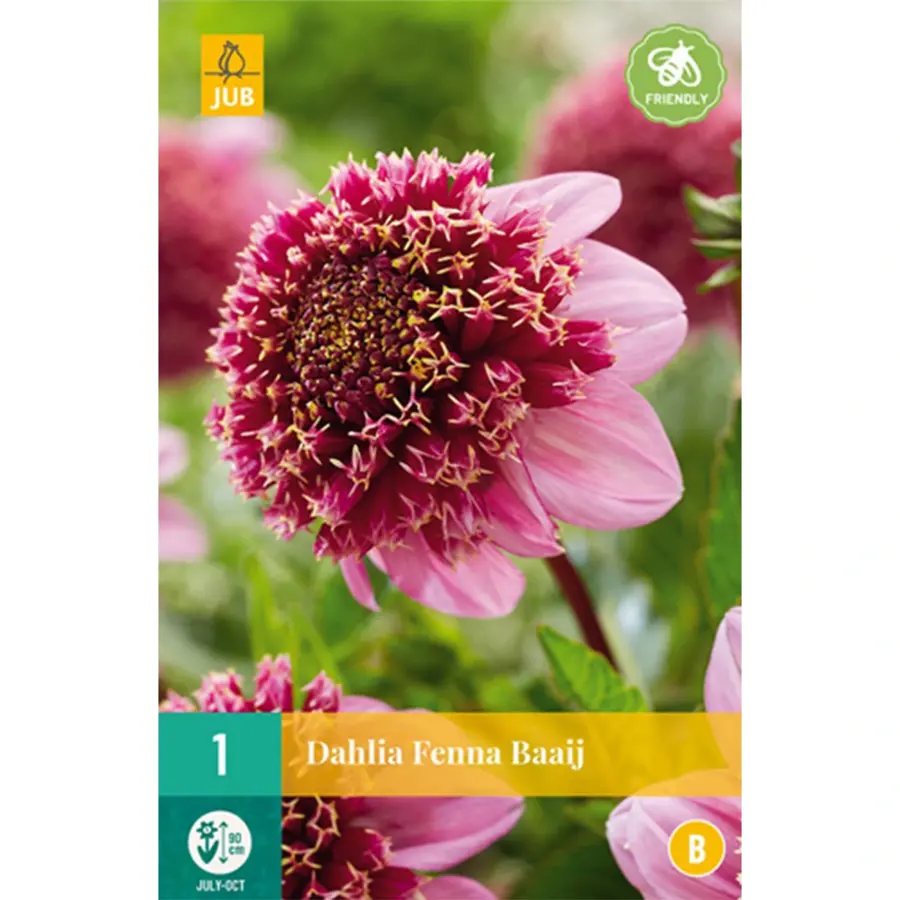 JUB Holland Dahlia Fenna Baaij - 1 st.