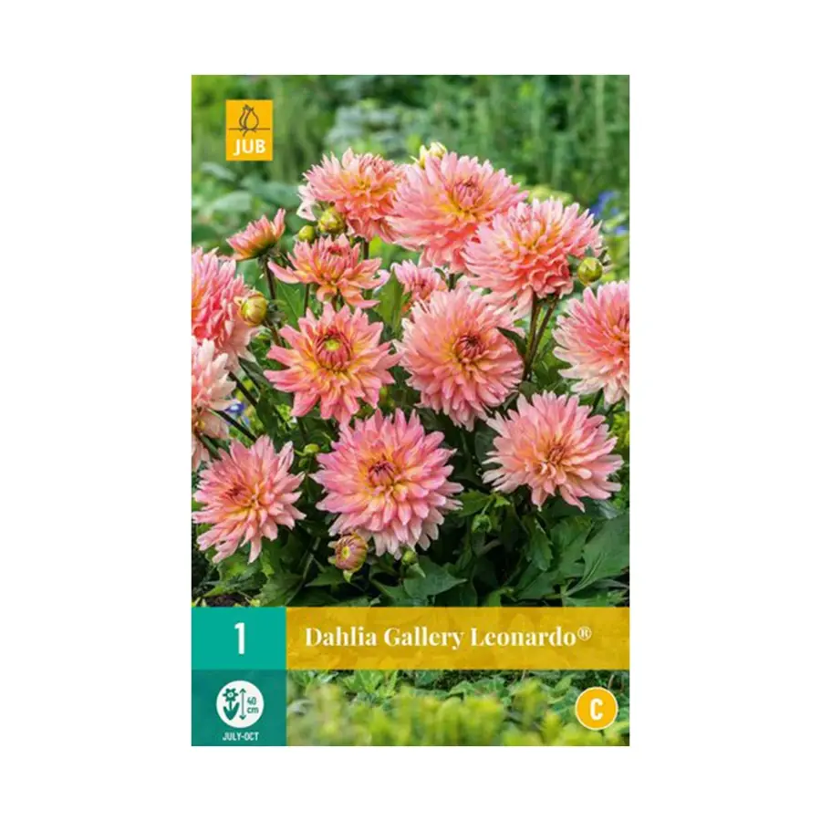 JUB Dahlia Gallery Leonardo - 1 st.