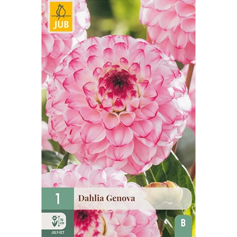 JUB Holland Dahlia Genova - 1 st.