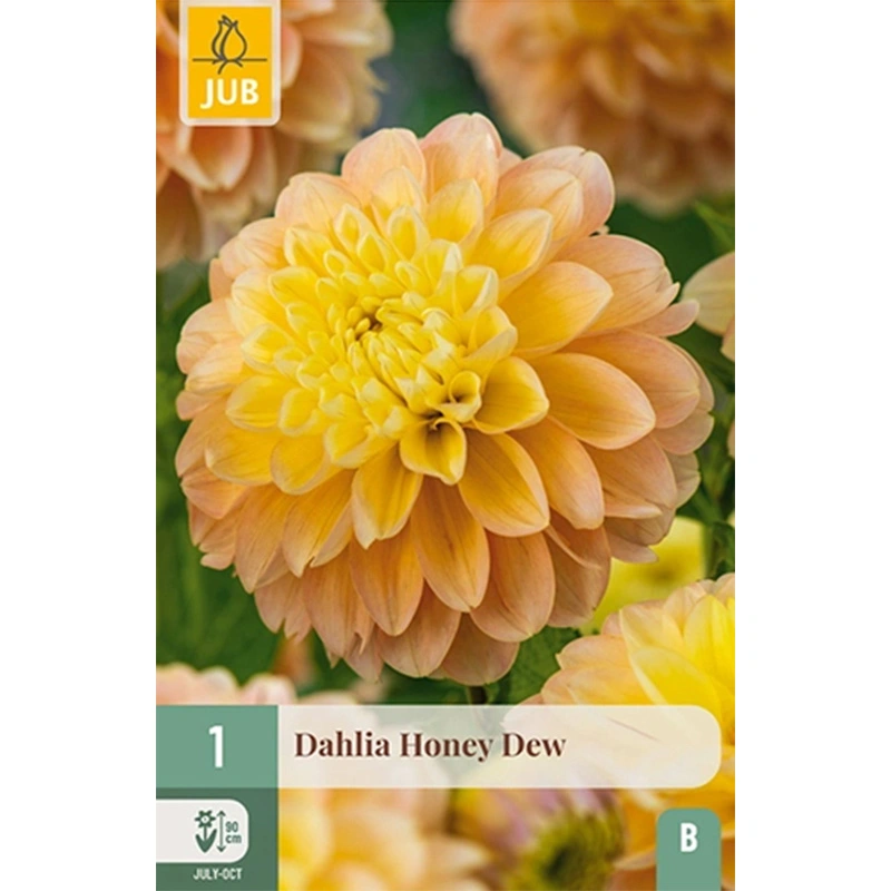 JUB Holland Dahlia Honey Dew - 1 st.