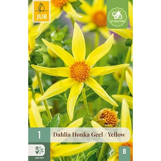 JUB Holland Dahlia Honka Geel - 1 st. | De Boet