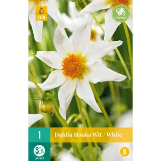 JUB Holland Dahlia Honka Wit - 1 st.