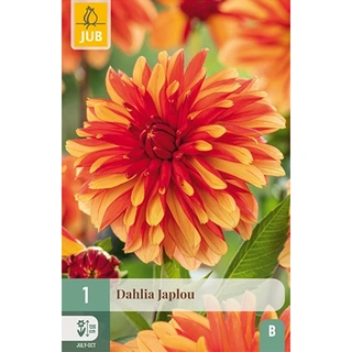 JUB Holland Dahlia Japlou - 1 st. | De Boet