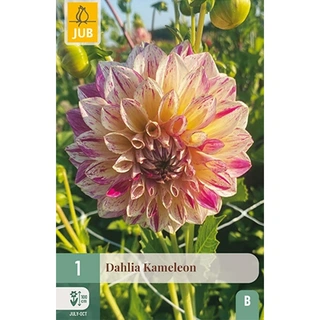 JUB Holland Dahlia Kameleon - 1 st. | De Boet