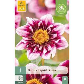 JUB Holland Dahlia Liquid Desire - 1 st. | De Boet