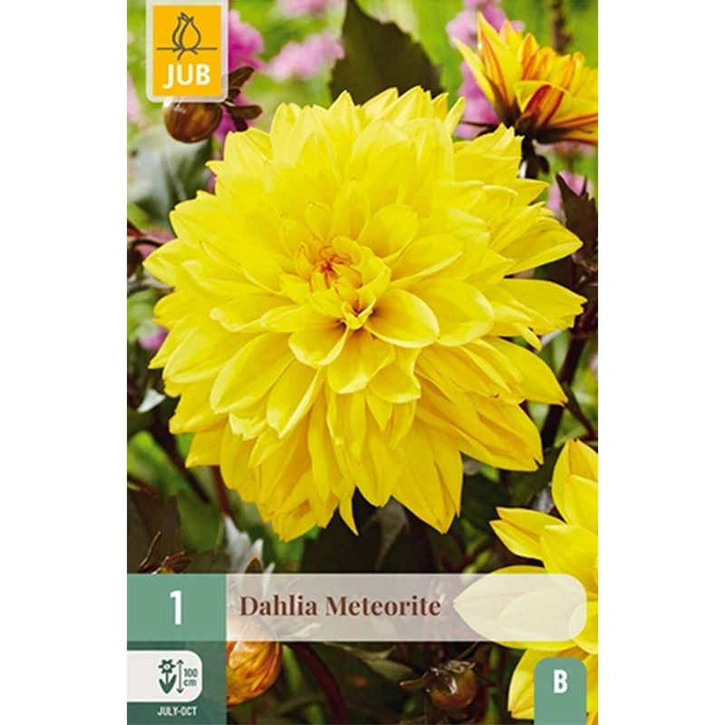 JUB Holland Dahlia Meteorite - 1 st.