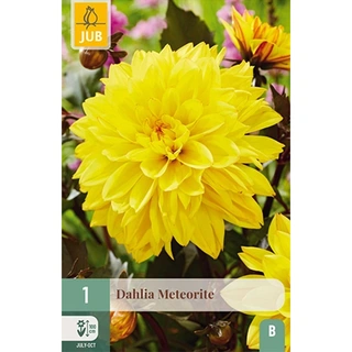 JUB Holland Dahlia Meteorite - 1 st. | De Boet