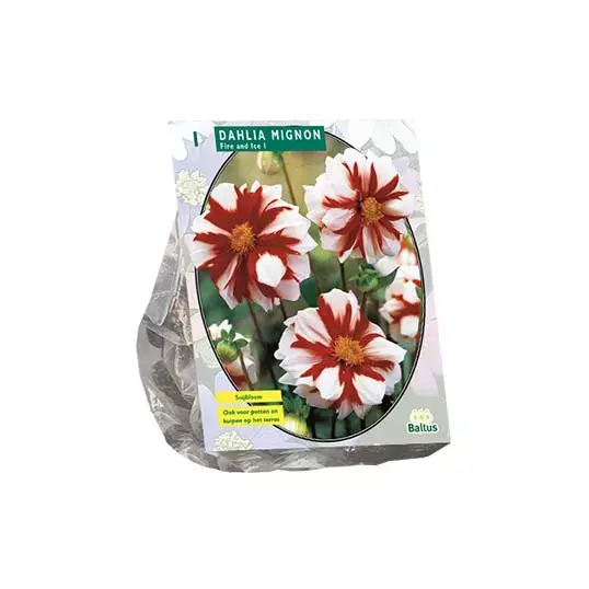 Baltus Dahlia Mignon Fire And Ice - 1 st.
