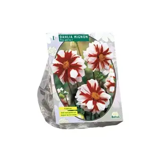Baltus Dahlia Mignon Fire And Ice - 1 st.