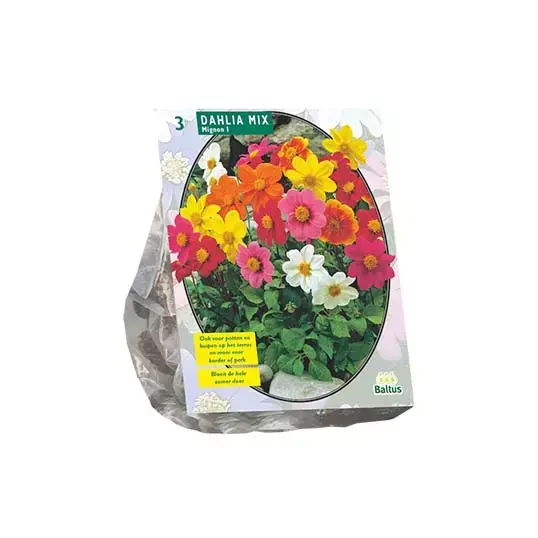 Baltus Dahlia Mignon Mix - 3 st.