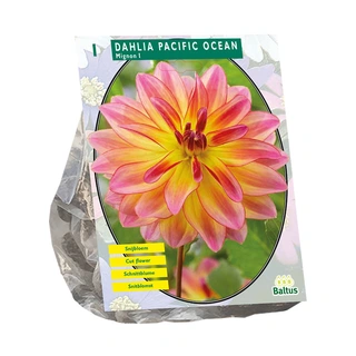 Baltus Dahlia Mignon Pacific Ocean - 1 st. | De Boet