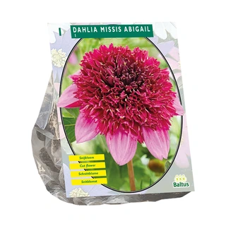 Baltus Dahlia Anemone Missis Abigail - 1 st. | De Boet