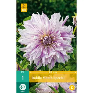 JUB Holland Dahlia Mom'S Special - 1 st. | Tuincentrum De Boet