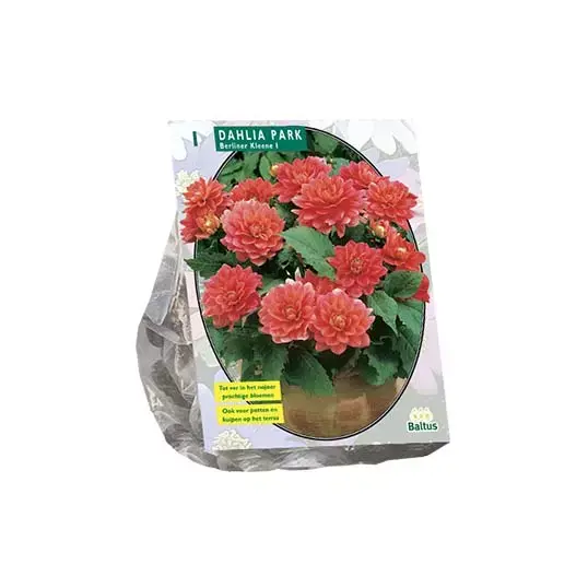 Baltus Dahlia Park Berliner Kleene - 1 st.