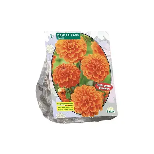 Baltus Dahlia Park Nugget - 1 st.