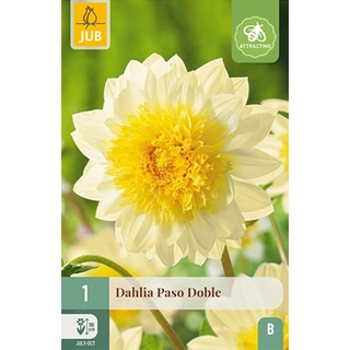 JUB Holland Dahlia Paso Doble - 1 st. | De Boet