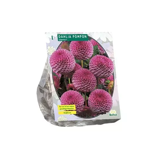 Baltus Dahlia Pompon Lipoma - 1 st.
