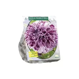 Baltus Dahlia Pompon Marble Ball - 1 st.