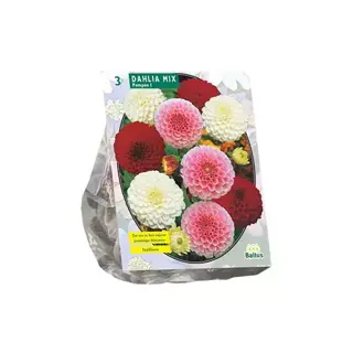 Baltus Dahlia Pompon Mix - 3 st.