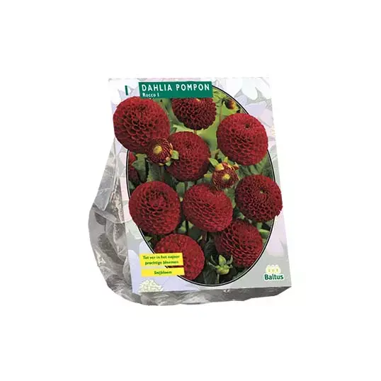 Baltus Dahlia Pompon Rocco - 1 st.