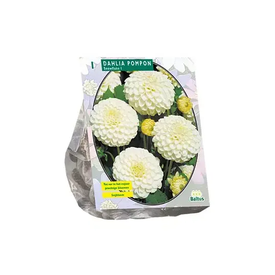 Baltus Dahlia Pompon Snowflake - 1 st.