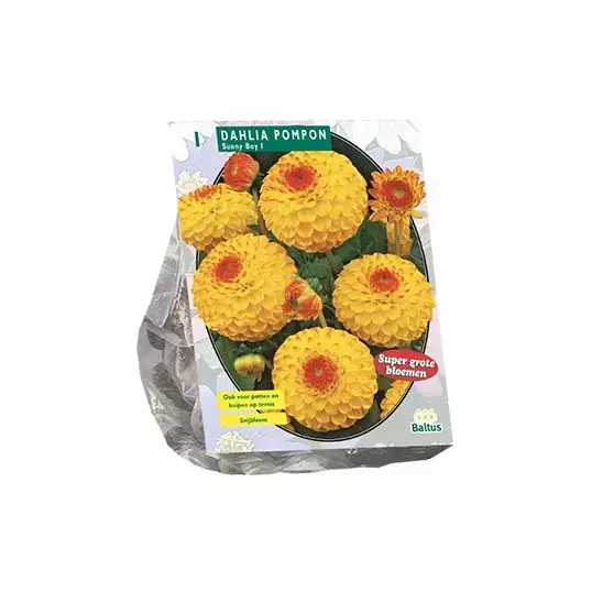 Baltus Dahlia Pompon Sunny Boy - 1 st.