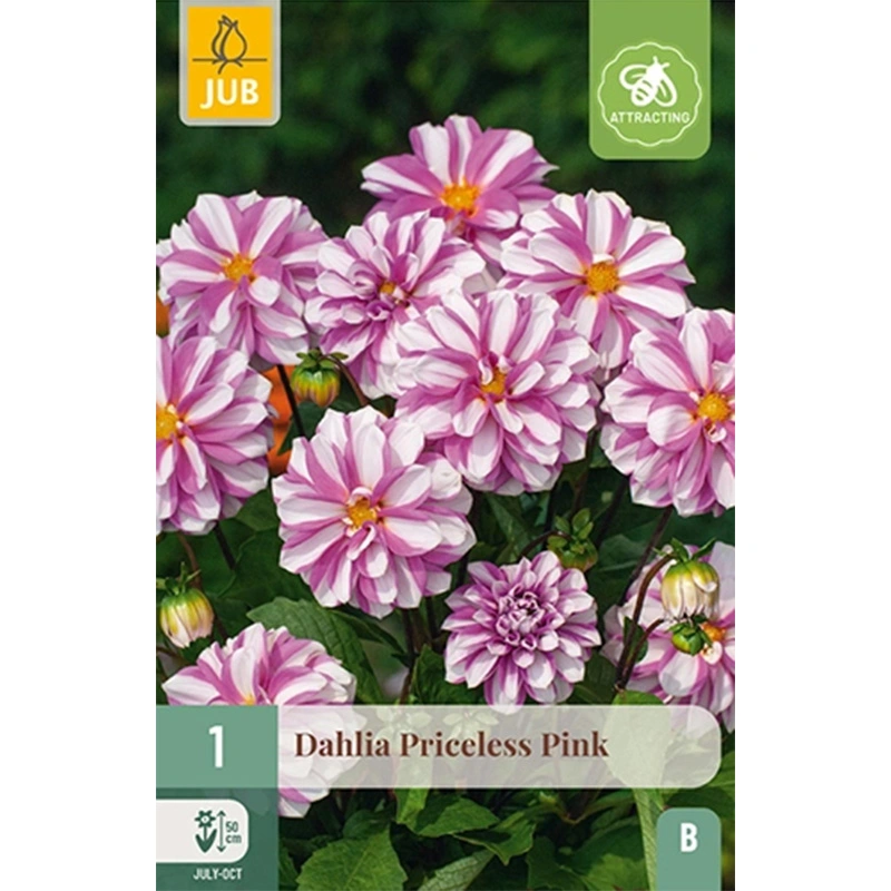 JUB Holland Dahlia Priceless Pink - 1 st.