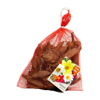 Baltus Net Dahlia Seedling Mignon Mixed - 7 st.