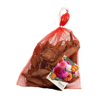 Baltus Net Dahlia Seedling Pompon Mixed | De Boet