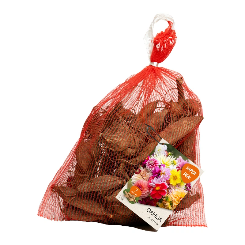 Baltus Net Dahlia Seedling Variety Mixed - 7 st.