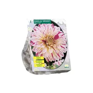 Baltus Dahlia Smokey - 1 st.