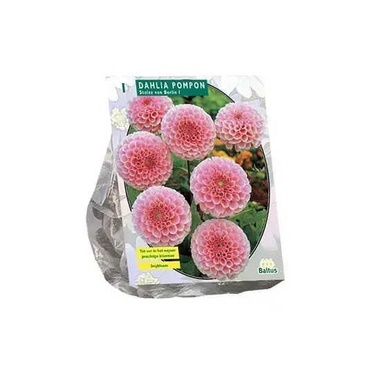 Baltus Dahlia Stolze Von Berlin - 1 st.