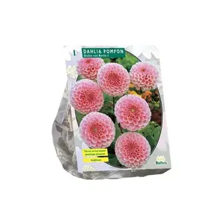 Baltus Dahlia Stolze Von Berlin - 1 st.