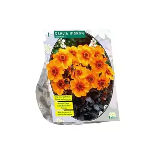 Baltus Dahlia Sunshine - 1 st.