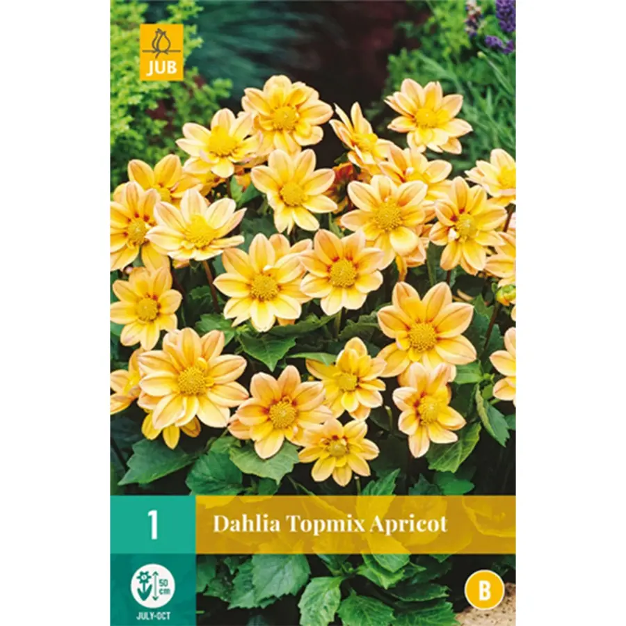 JUB Holland Dahlia Topmix Apricot - 1 st.